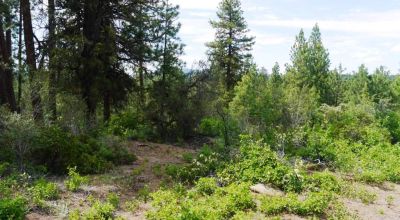 3 adjoining Residential Lots * buy 1 or all 3 * Trees * mobiles allowed