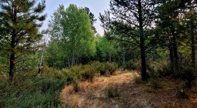 Private 481 acres - 3 sides Winema National Forest - Cooks Canyon - Pines Aspens Spruce Firs