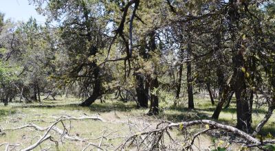 3 adjoining Residential Lots * buy 1 or all 3 * Trees * mobiles allowed