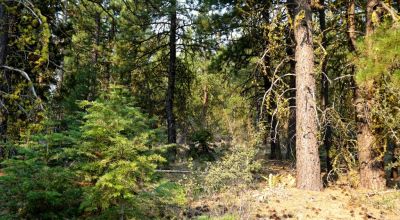 3 adjoining Lots - Trees Trees Trees - Quiet and Seclusion