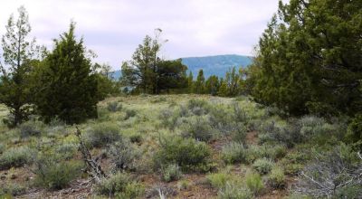 20 acres Oregon Forested Mountain land  near Lakeview & Drews Gap Summit