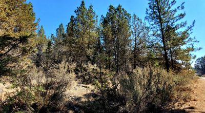 Southerly facing parcel above Sprague River Valley *  TREES