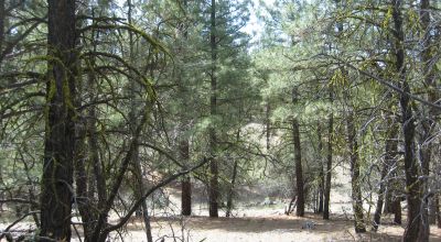 3 adjoining treed lots on cul de sac *