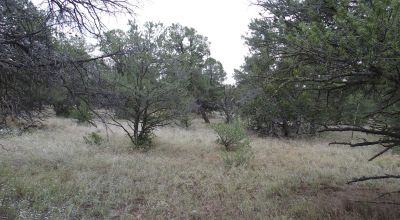 Secluded New Mexico  Land  Trees - Meadows - Roads - Peace & Quiet
