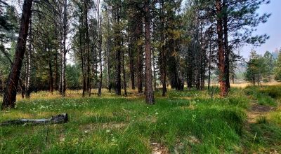Private 481 acres - 3 sides Winema National Forest - Cooks Canyon - Pines Aspens Spruce Firs