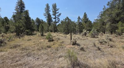 New Mexico Forested Mountain land - Borders Santa Fe National Forest & BLM Lands