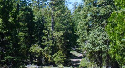 Heavily Treed * Huge Views To The West