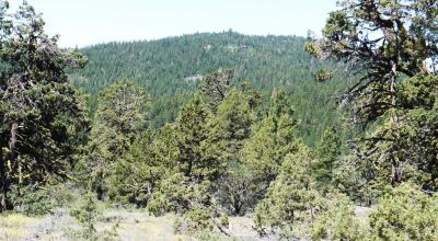 Heavily Treed * Huge Views To The West