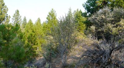 2 Adjoining Treed Lots - Privacy - Trees