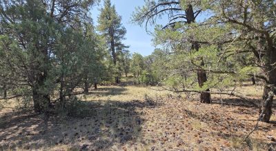 New Mexico Forested Mountain land - Borders Santa Fe National Forest & BLM Lands