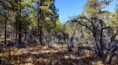 Privacy  *Trees * Southern Oregon Ferguson Mountain * OWF