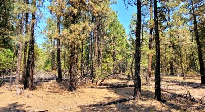 Spacious Treed Parcel - Southerly facing - 5+ acres