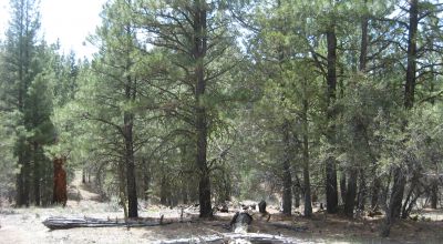 3 adjoining treed lots on cul de sac *