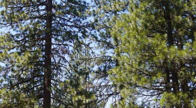 3 adjoining Residential Lots * buy 1 or all 3 * Trees * mobiles allowed