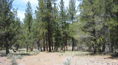 3 adjoining treed lots on cul de sac *