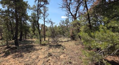New Mexico Forested Mountain land - Borders Santa Fe National Forest & BLM Lands