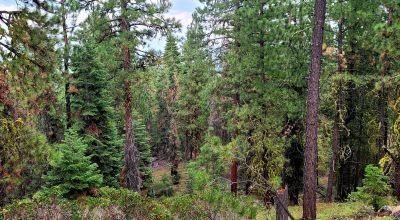 Near Bly Mountain Pass - Huge Trees, Huge Views - Residential Homesite in the trees