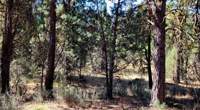 Trees - Meadows - Small Stream - Aspens