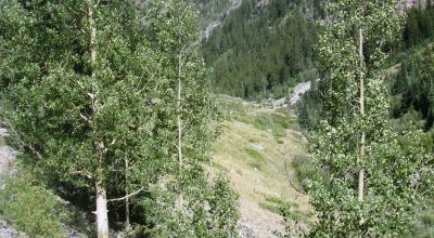 Scenic Pristine Colorado Mountain land - Henson Creek flows thru property